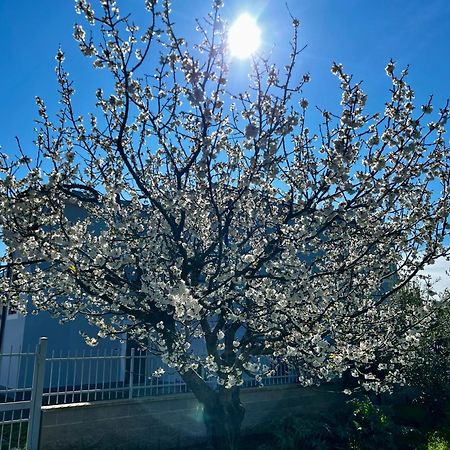 A Casa Di Marco Guesthouse - Apt Di Ciampino E Stazione Per Roma Marino Buitenkant foto